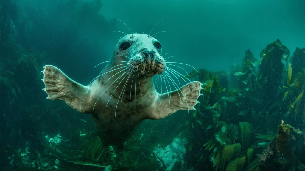 Baby Seal Names