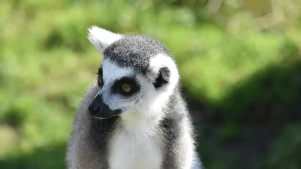Badass Lemur Names