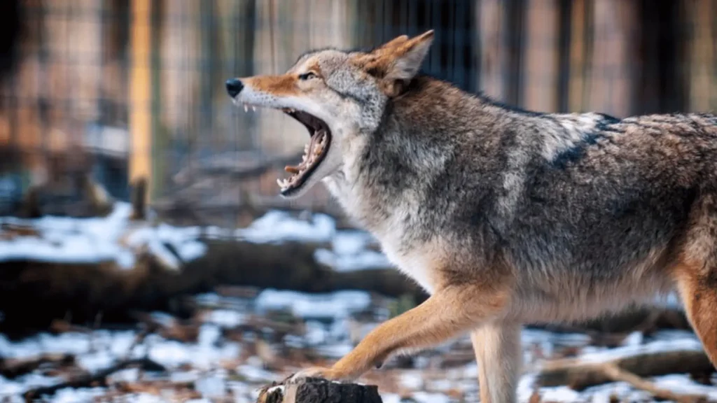 Boy Coyote Names