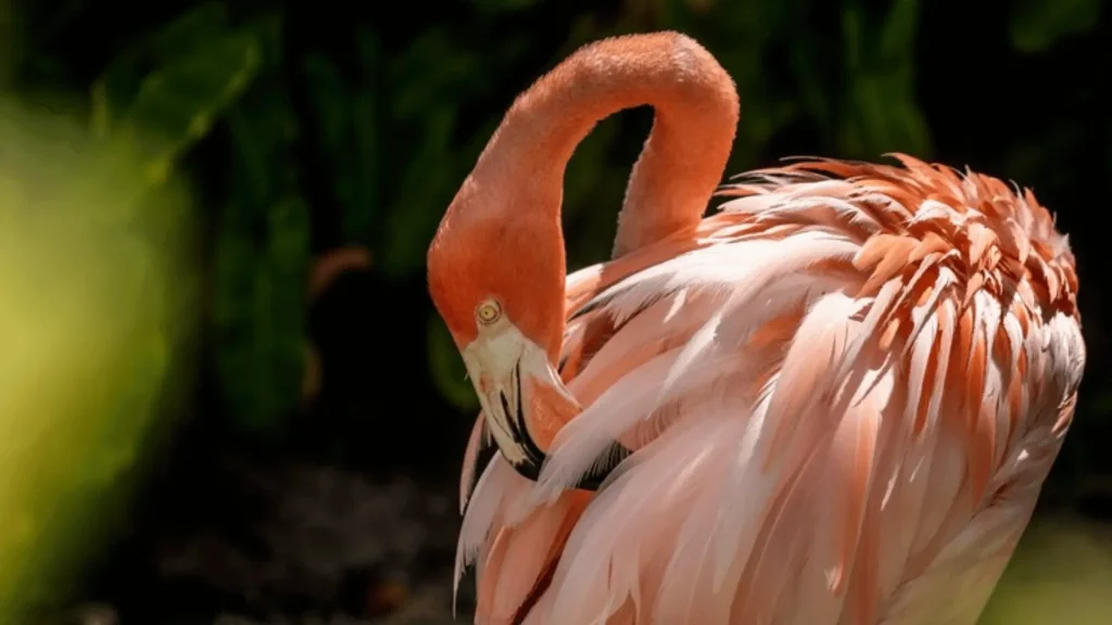 Boy Flamingo Names