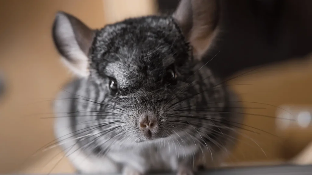 Cool Names for Chinchilla