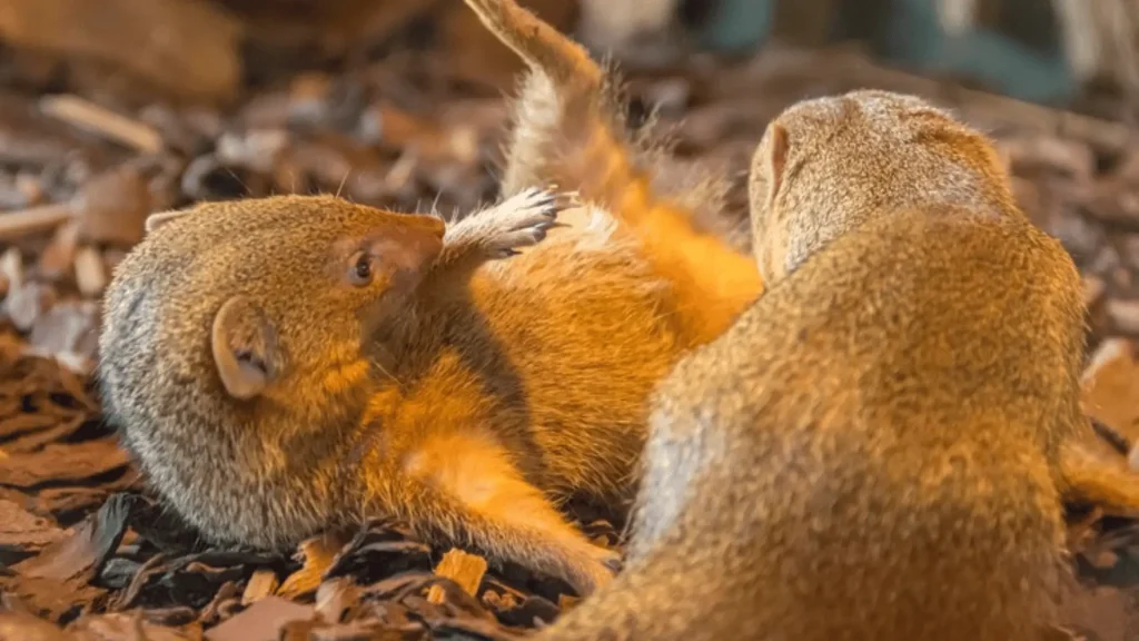 Cool Names for Mongoose