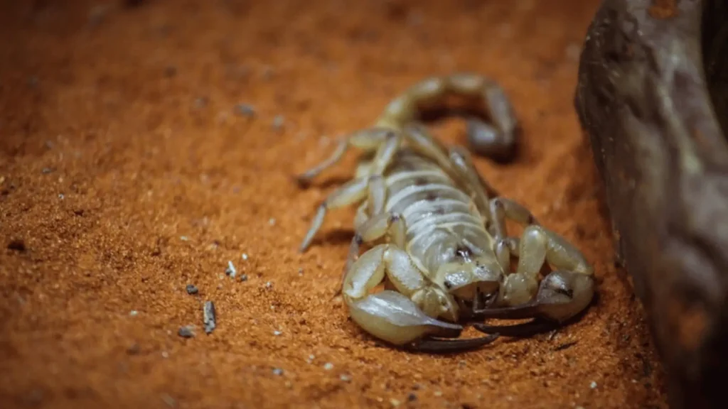 Cool Scorpion Names