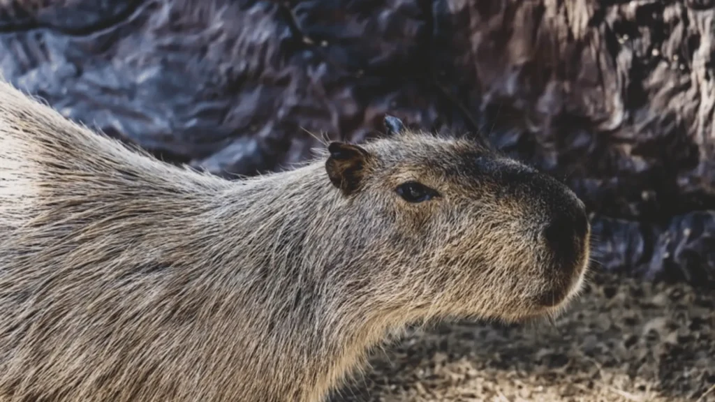 Cute Capybara Names