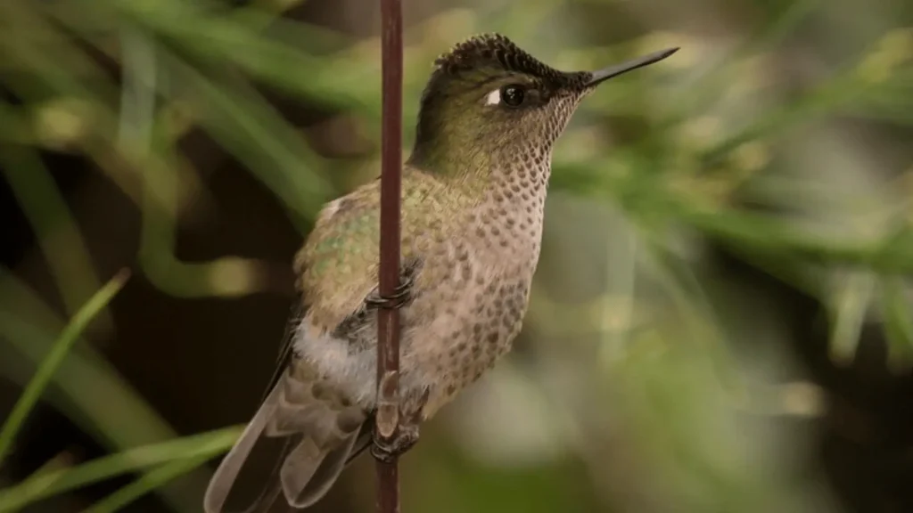 Cute Hummingbird Names With Meaning