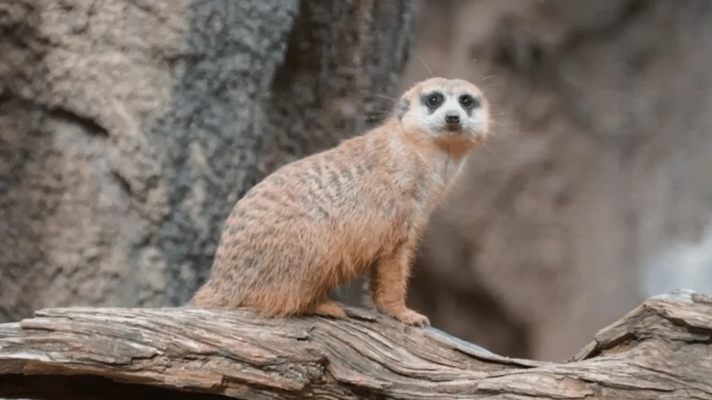 Cute Meerkat Names