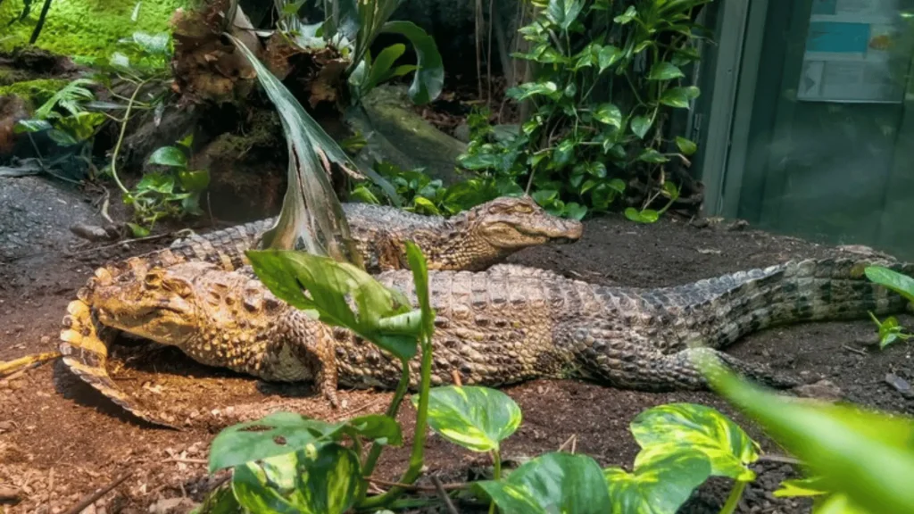 Cute Names for Alligators