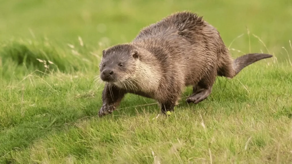 Cute Names for Beavers