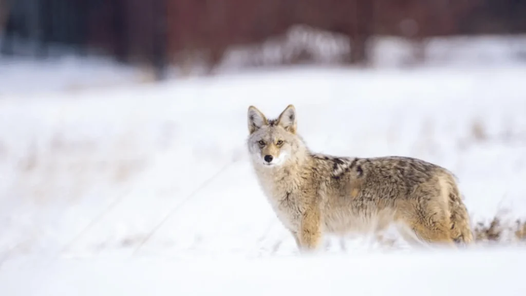 Cute Names for Coyote