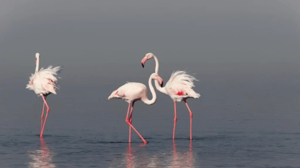 Cute Names for Flamingos