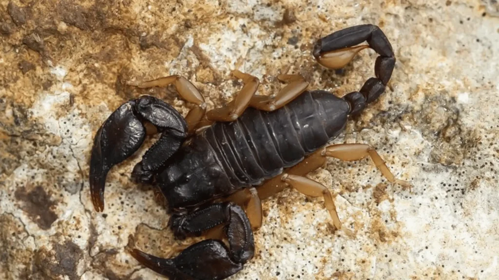 Emperor Scorpion Names
