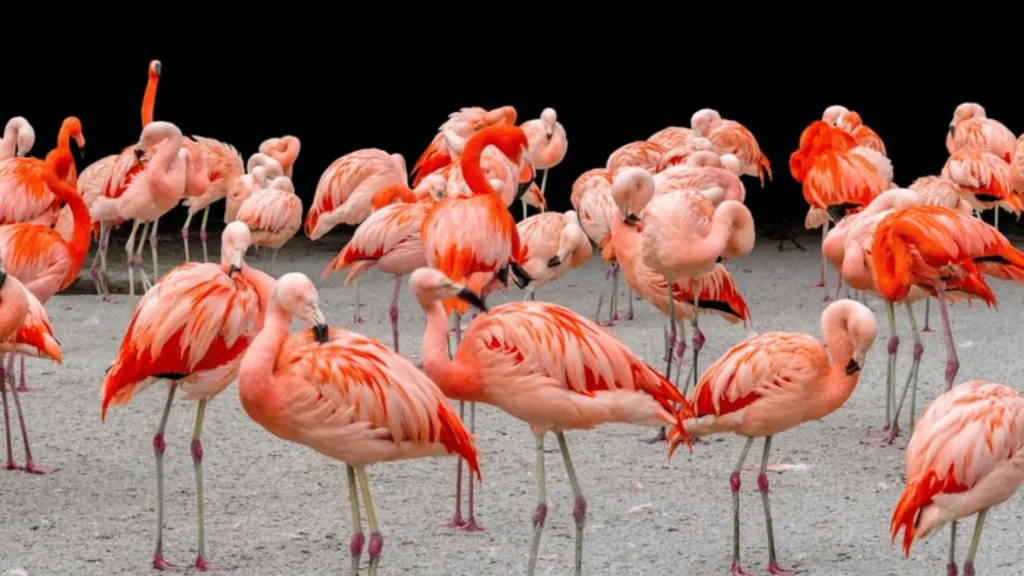 Famous Flamingo Names With Origin