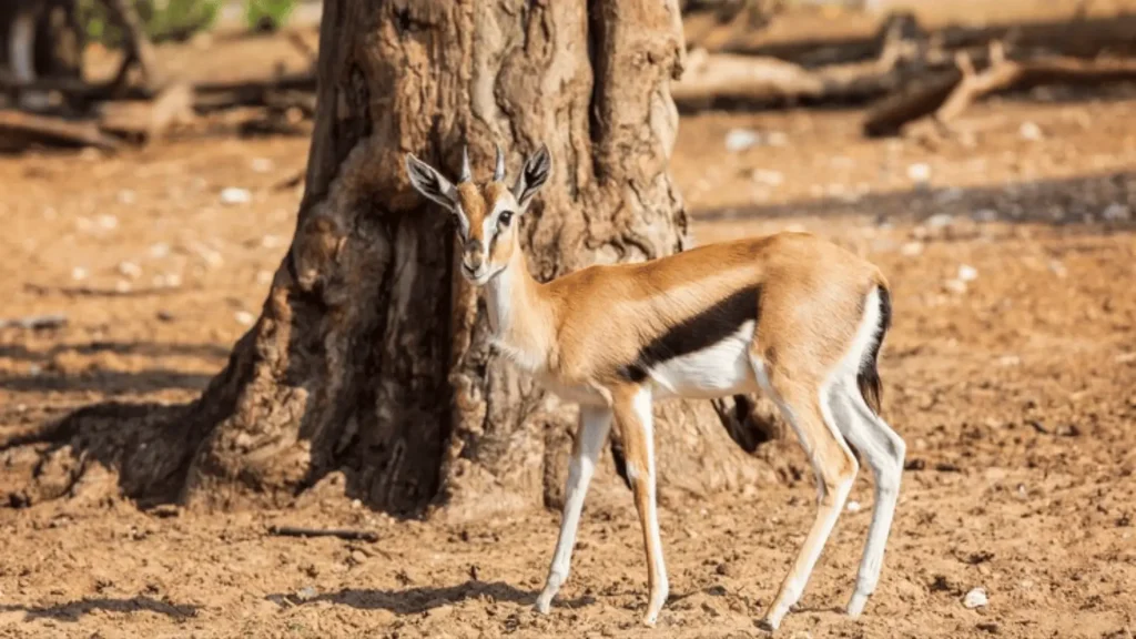 Famous Gazelle Names
