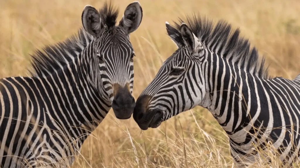 Famous Zebra Names