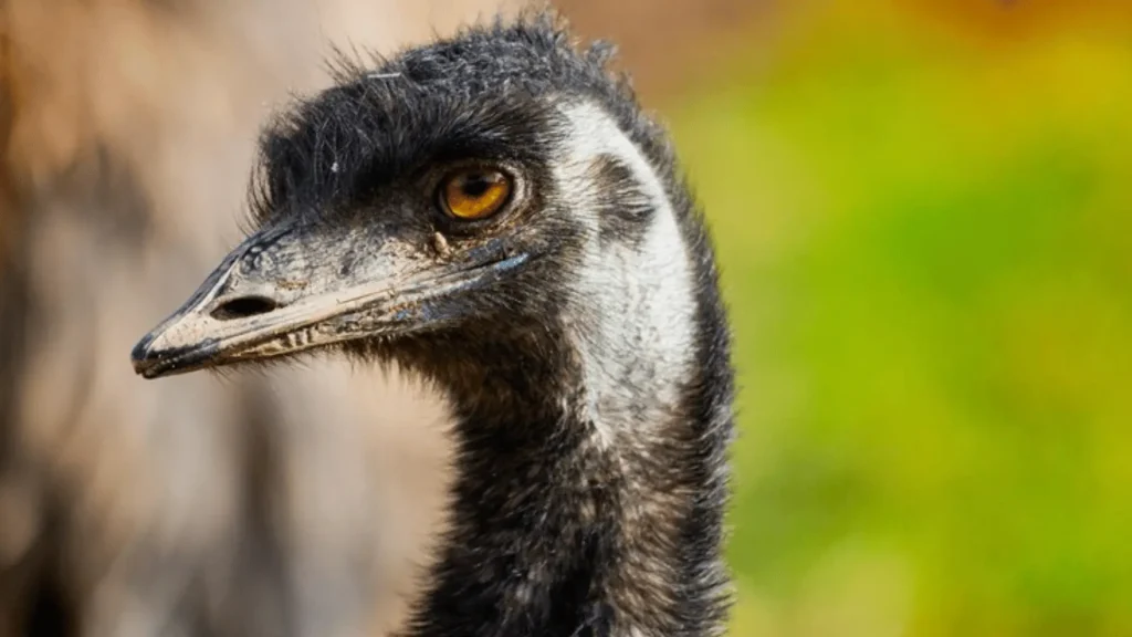 Female Emu Names (1)