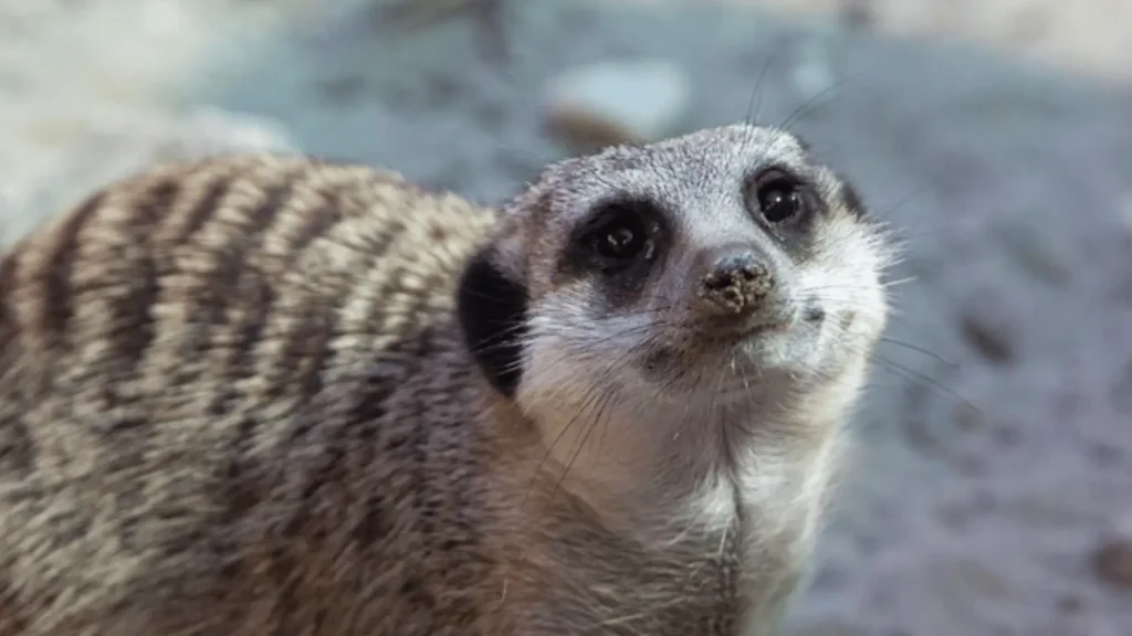 Female Meerkat Names 