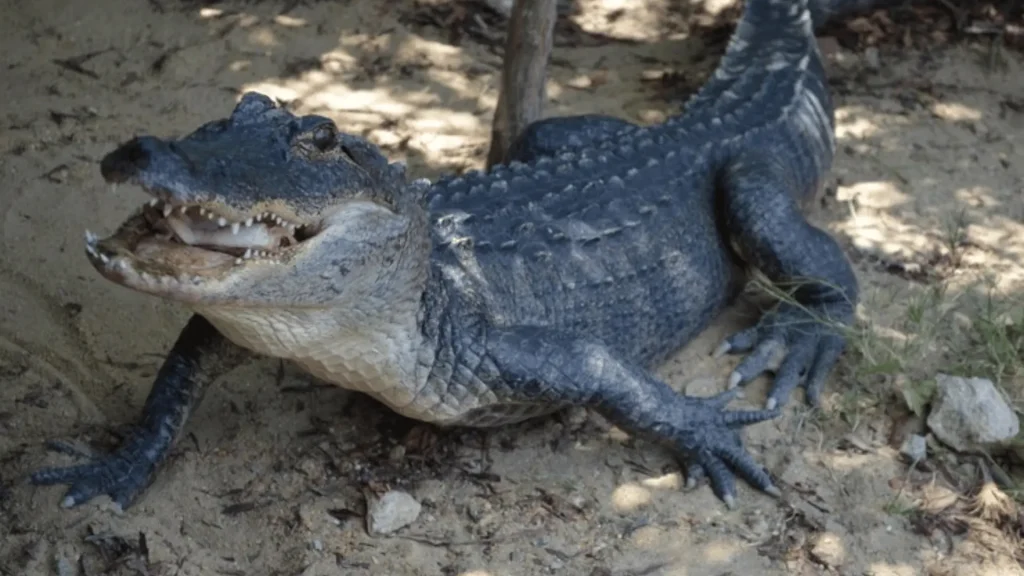 Funny Alligator Names