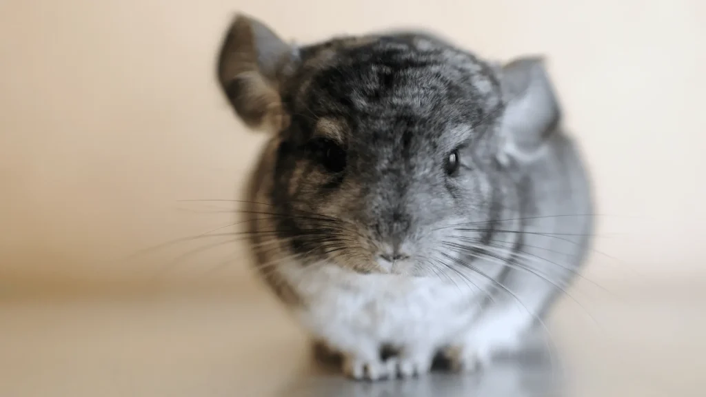 Funny Chinchilla Names