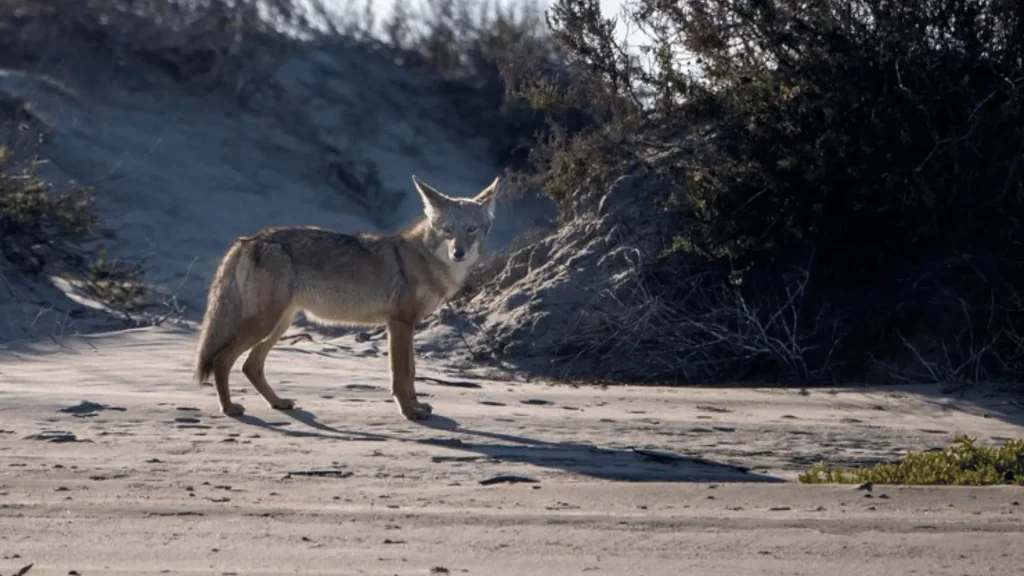 Funny Coyote Names