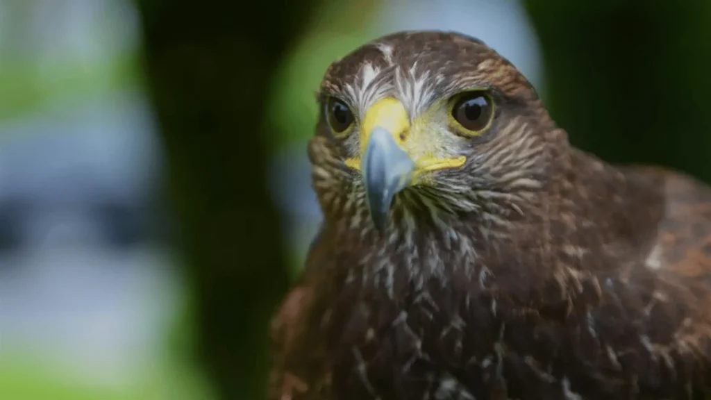 Funny Hawk Names (1)