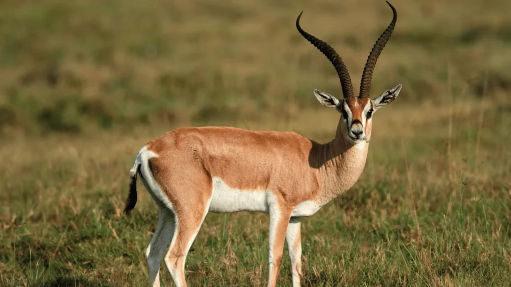 Funny Names for Gazelle