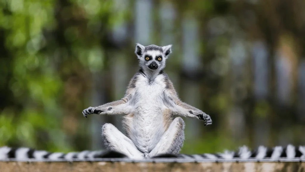Funny Names for Lemur