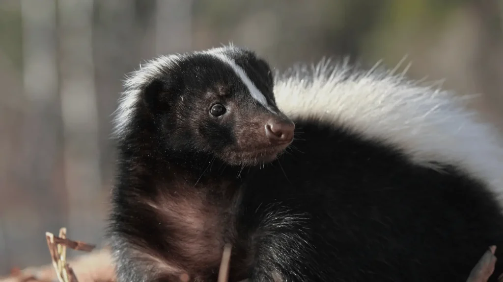 Funny Names for Skunk