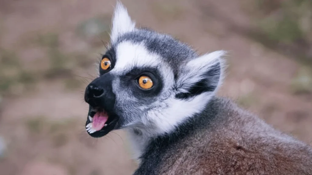 Girl Lemur Names
