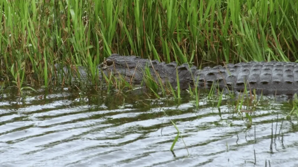 Male Alligator Names