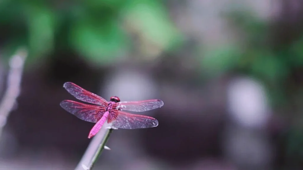 Male Dragonfly Names