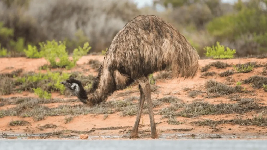 Male Emu Names (2)