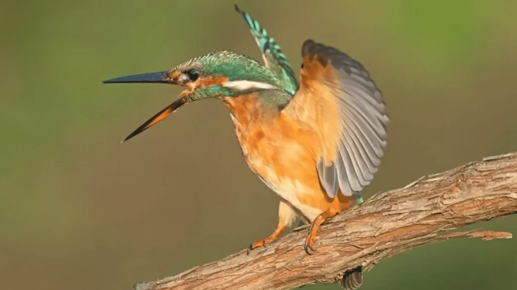 Male Hummingbird Names
