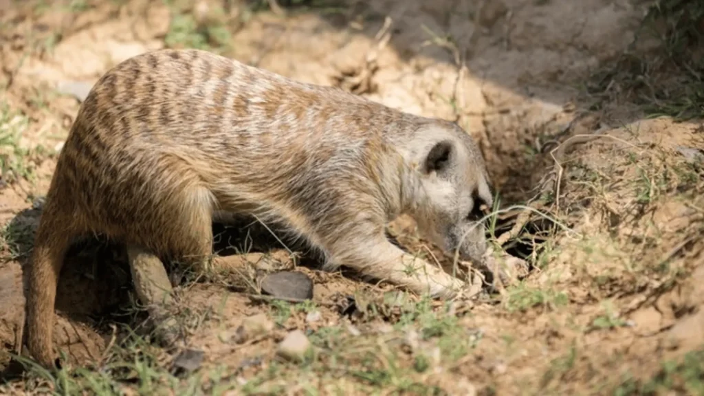 Male Meerkat Names 