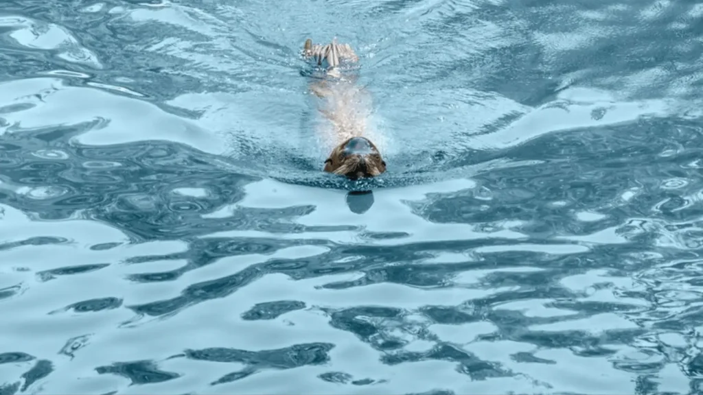 Male Otter Names