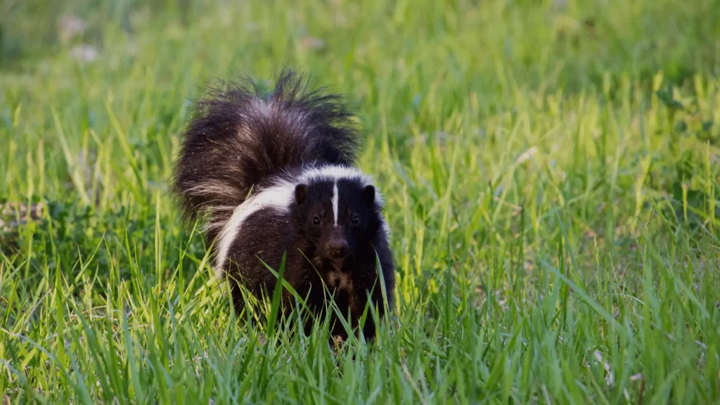 Male Skunk Names