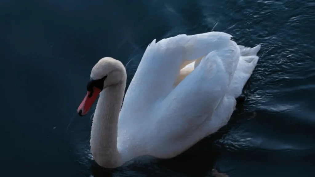 Male Swan Names