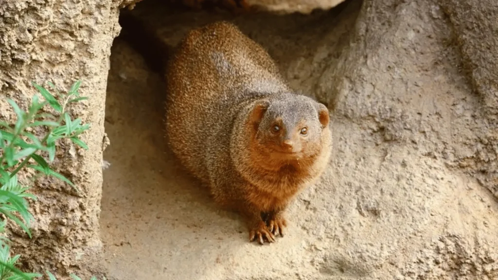 Mongoose Female Names