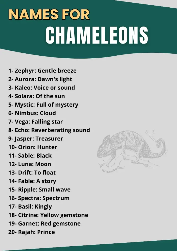 Names for Chameleons infographic