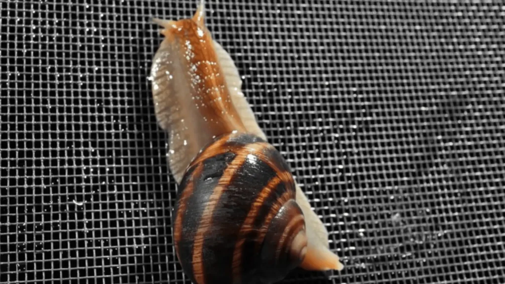 Sea Snail Names with Meaning