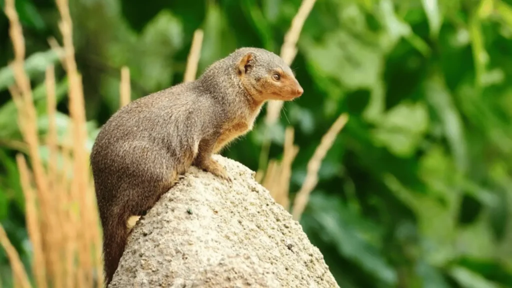 Small Mongoose Names