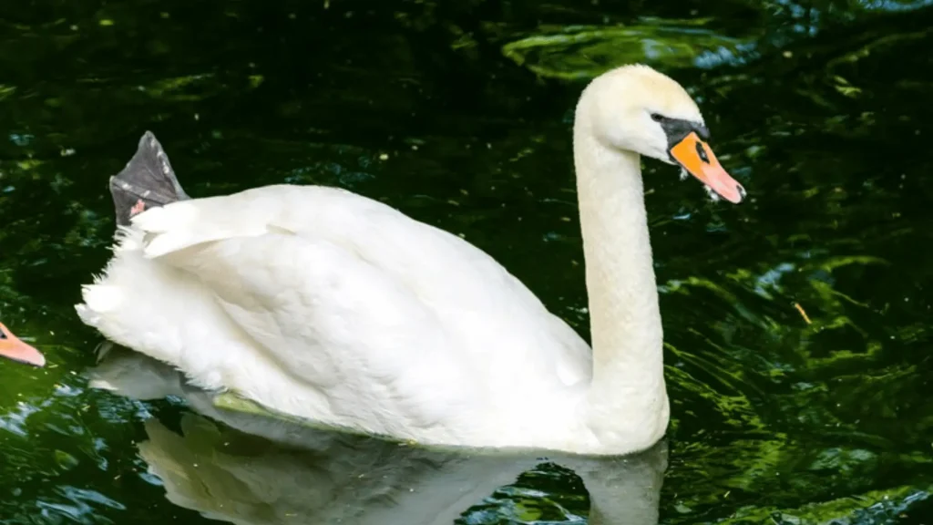 Swan Female Names