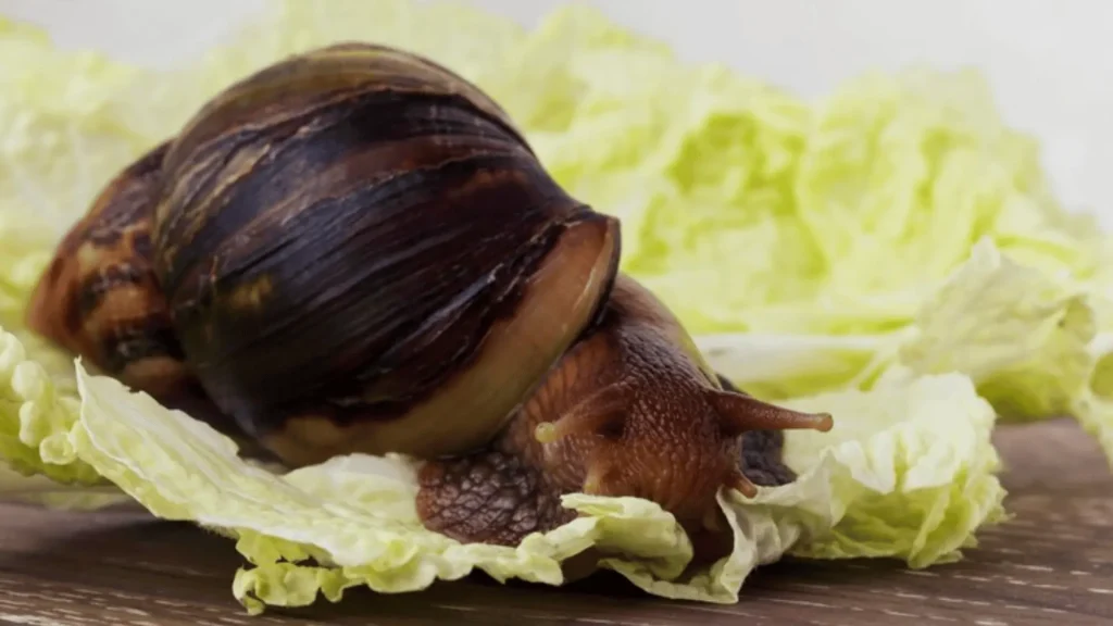 Unique Snail Name Ideas