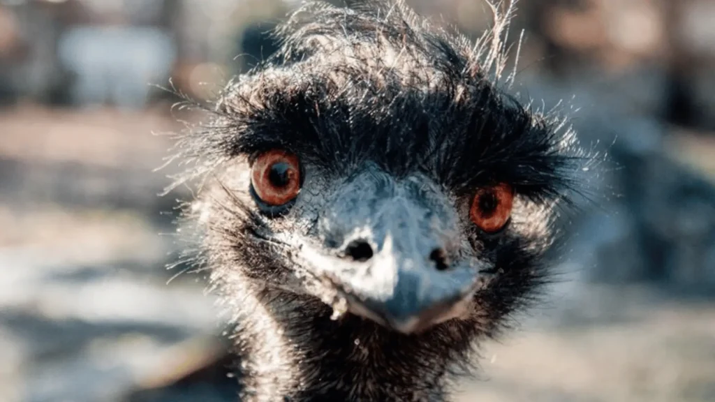 Unisex Names for Emus