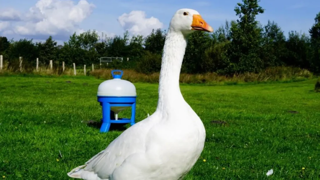 Cute names for Geese
