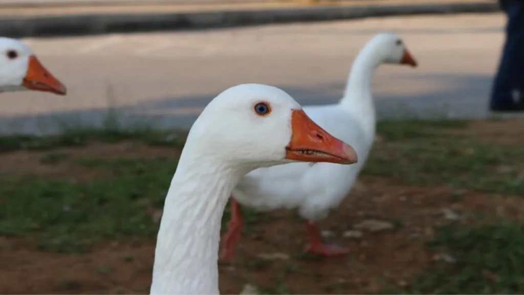 Funny Names for Goose