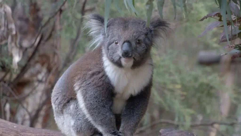 Funny Koala Names