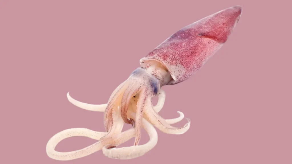 Funny Squid Names