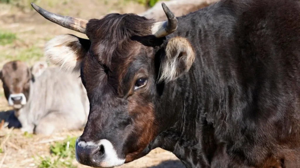 Female Bull Names