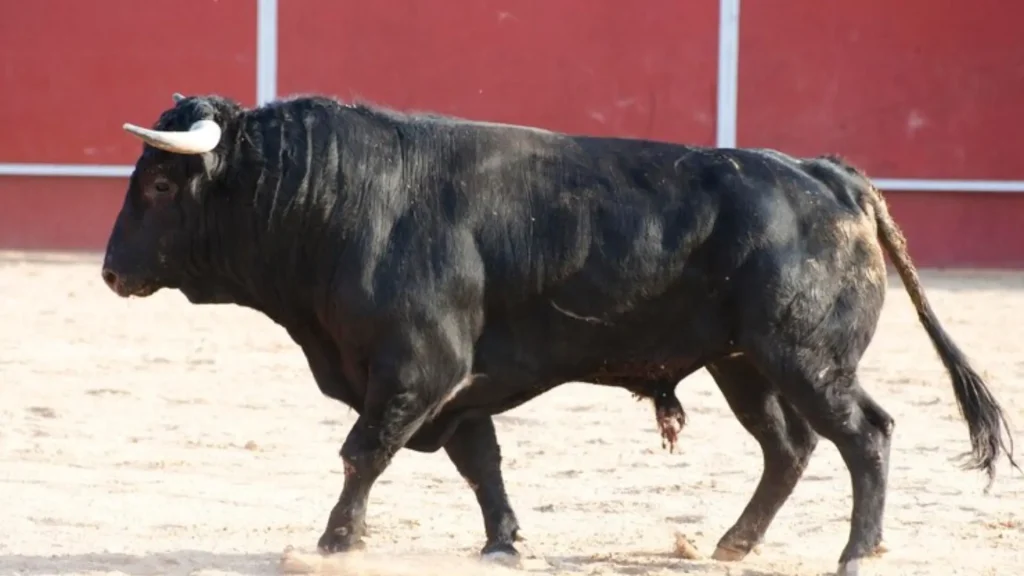 Funny Bull Names