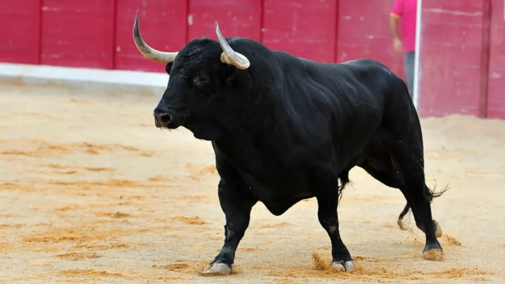Male Bull Names